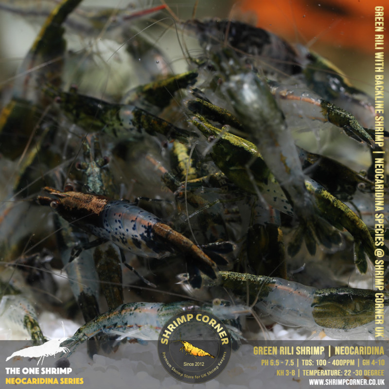 GREEN RILI SHRIMP with Golden Back Line @ Shrimp Corner