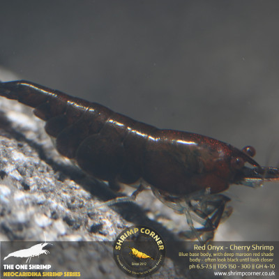 Group of 10 x RED ONYX | Neocaridina Cherry Shrimp 2