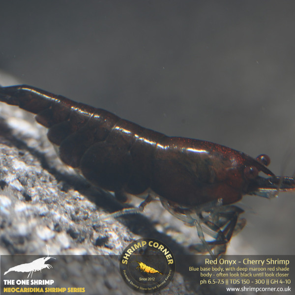 Group of 10 x RED ONYX | Neocaridina Cherry Shrimp