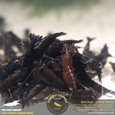 Group of 10 x RED ONYX | Neocaridina Cherry Shrimp