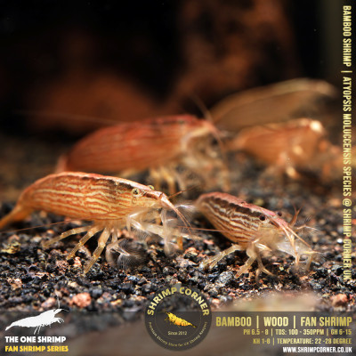 Bamboo Shrimp @ Shrimp Corner