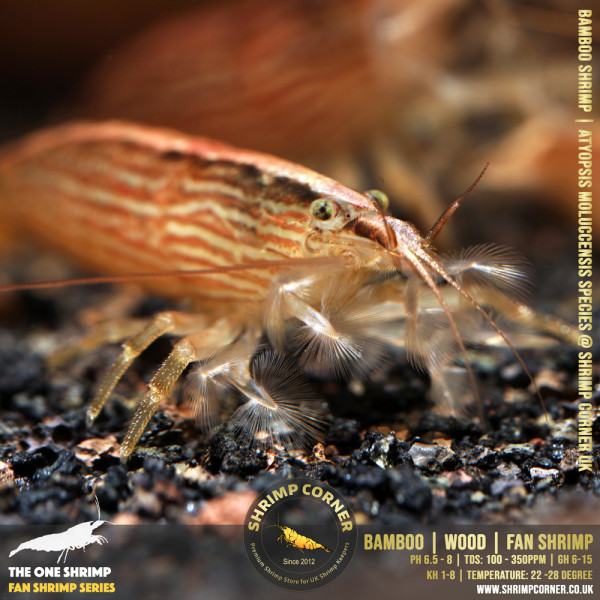 Bamboo Shrimp @ Shrimp Corner