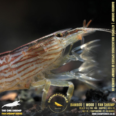 Bamboo Shrimp @ Shrimp Corner 2