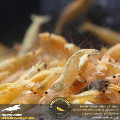 Golden Sand Cherry Shrimp