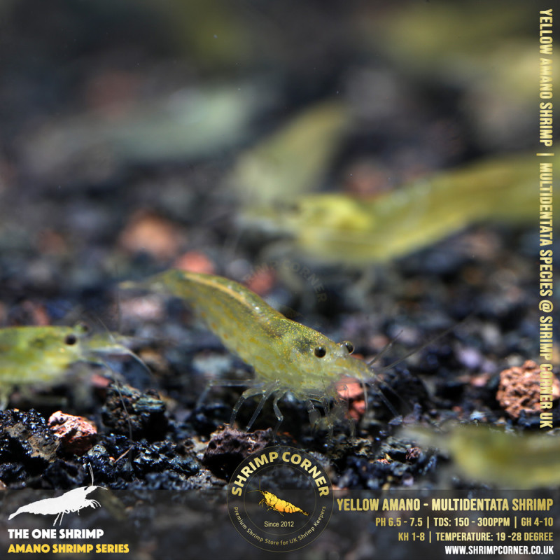 YELLOW AMANO (small) Shrimp | Caridina Multidentata Species