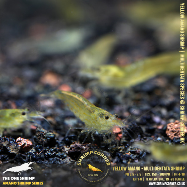 YELLOW AMANO (small) Shrimp | Caridina Multidentata Species