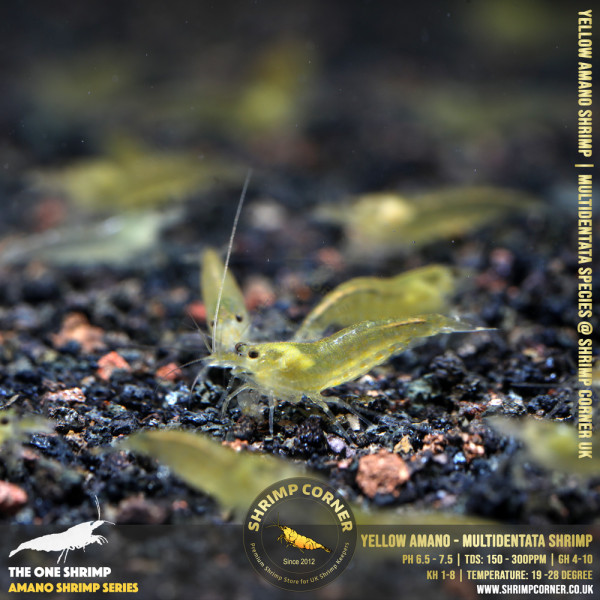 YELLOW AMANO (small) Shrimp | Caridina Multidentata Species
