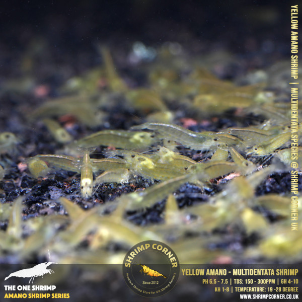 YELLOW AMANO (small) Shrimp | Caridina Multidentata Species