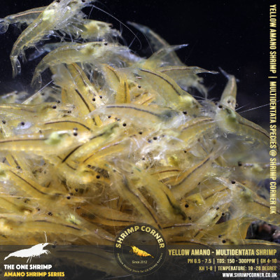 THE AMANO CLAN Shrimp | Caridina Multidentata Species 2