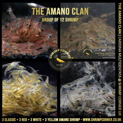 THE AMANO CLAN Shrimp | Caridina Multidentata Species