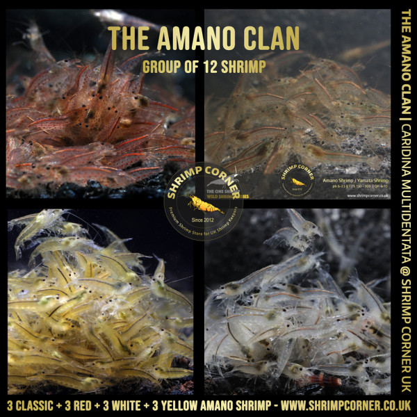 THE AMANO CLAN Shrimp | Caridina Multidentata Species