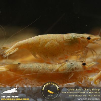 Golden Sand Cherry Shrimp