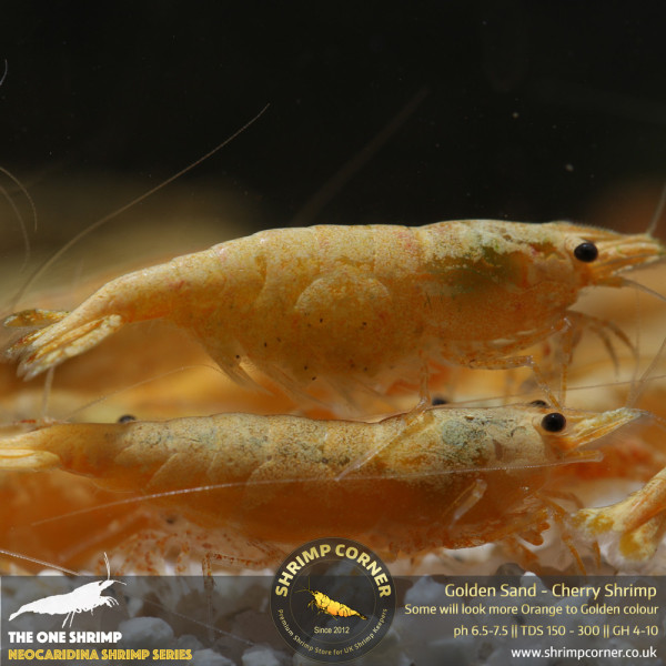 Golden Sand Cherry Shrimp