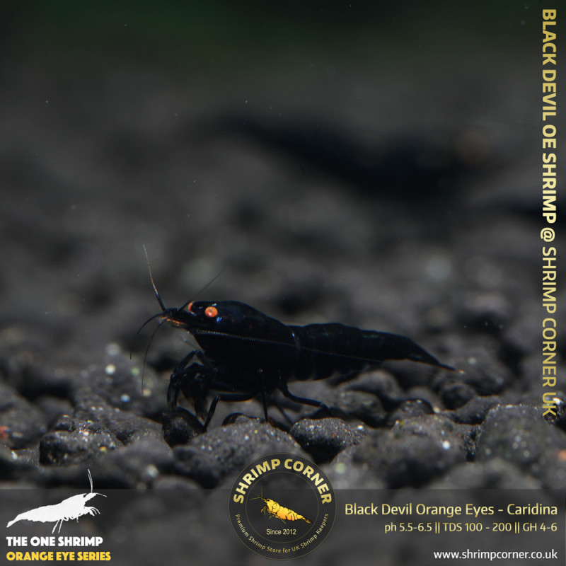 Group of 10 x BLACK DEVIL Orange Eyes Shrimp | Caridina Species