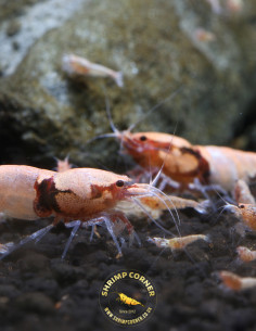 Group of 10 x BLACK DEVIL Orange Eyes Shrimp | Caridina Species