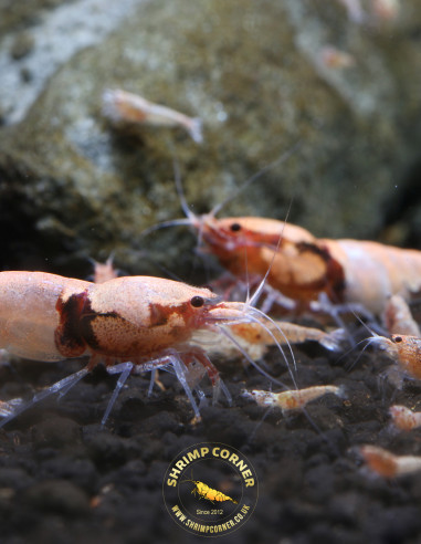 Group of 10 x BLACK DEVIL Orange Eyes Shrimp | Caridina Species