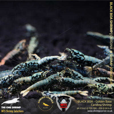 BLACK BOA Shrimp with Golden Base | The One Shrimp