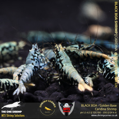 BLACK BOA Shrimp with Golden Base | The One Shrimp