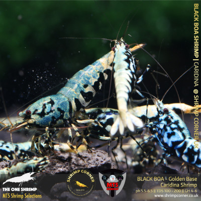 BLACK BOA Shrimp with Golden Base | The One Shrimp