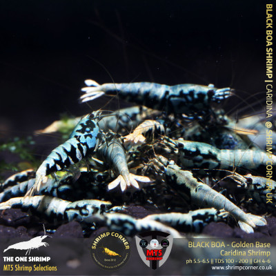 BLACK BOA Shrimp with Golden Base | The One Shrimp 2