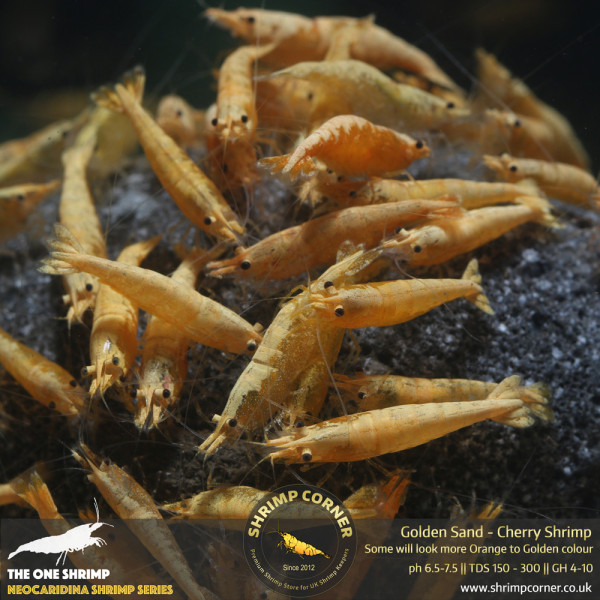 Golden Sand Cherry Shrimp