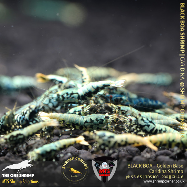 BLACK GALAXY FISHBONE Shrimp | The One Shrimp