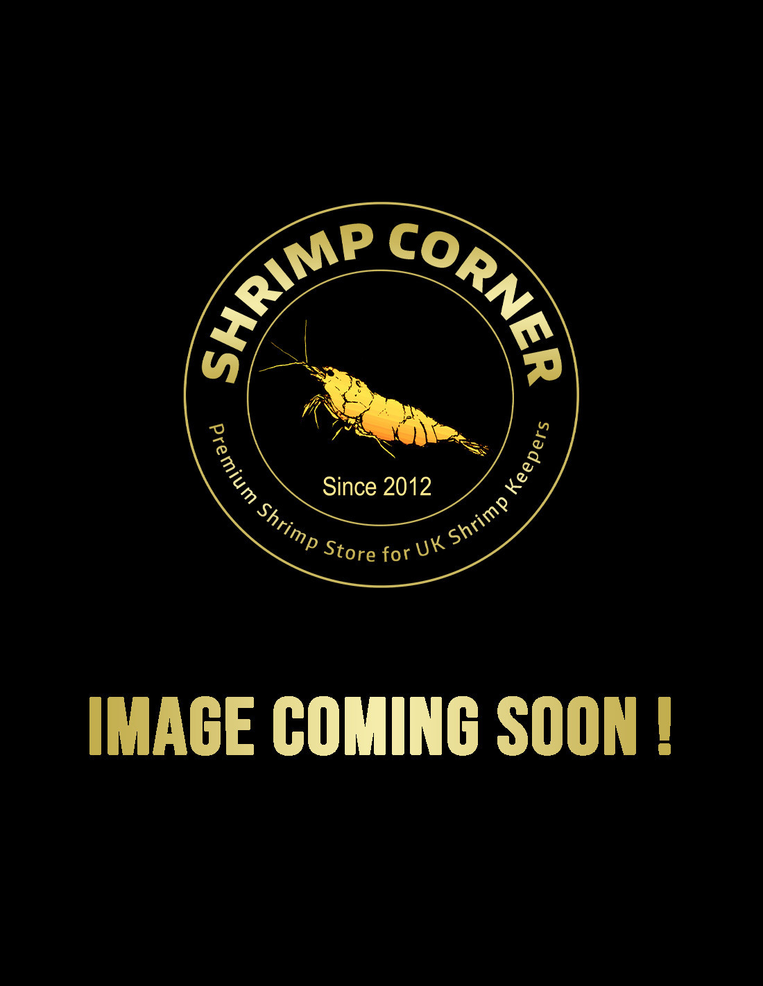 BLACK BOA Shrimp
