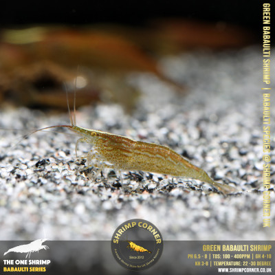 GREEN BABAULTI shrimp @ Shrimp Corner - PRE-ORDER Special