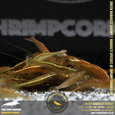 GREEN BABAULTI shrimp @ Shrimp Corner - PRE-ORDER Special 2