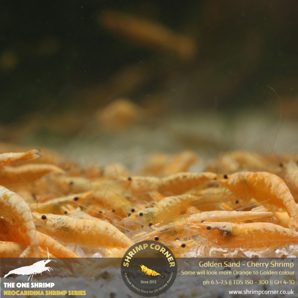 Golden Sand Cherry Shrimp
