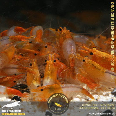 Group of 10 x Orange Rili Shrimp - HIGH GRADE 2