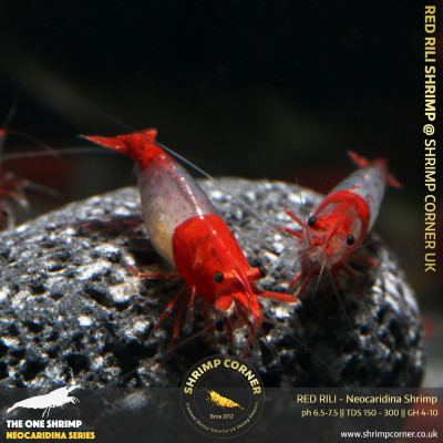 Red Rili Shrimp 2