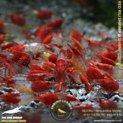 Group of 10 - Red Rili Shrimp