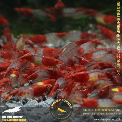 Red Rili Shrimp