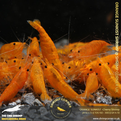 Group of 10 x Orange Sunkist Shrimp - HIGH GRADE 2