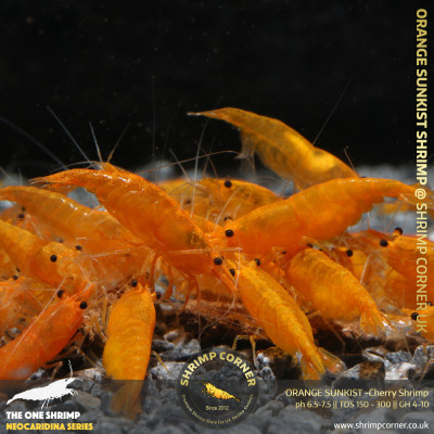 Group of 10 x Orange Sunkist Shrimp - HIGH GRADE