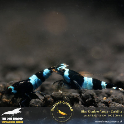 Group of 10 x Blue Shadow Panda