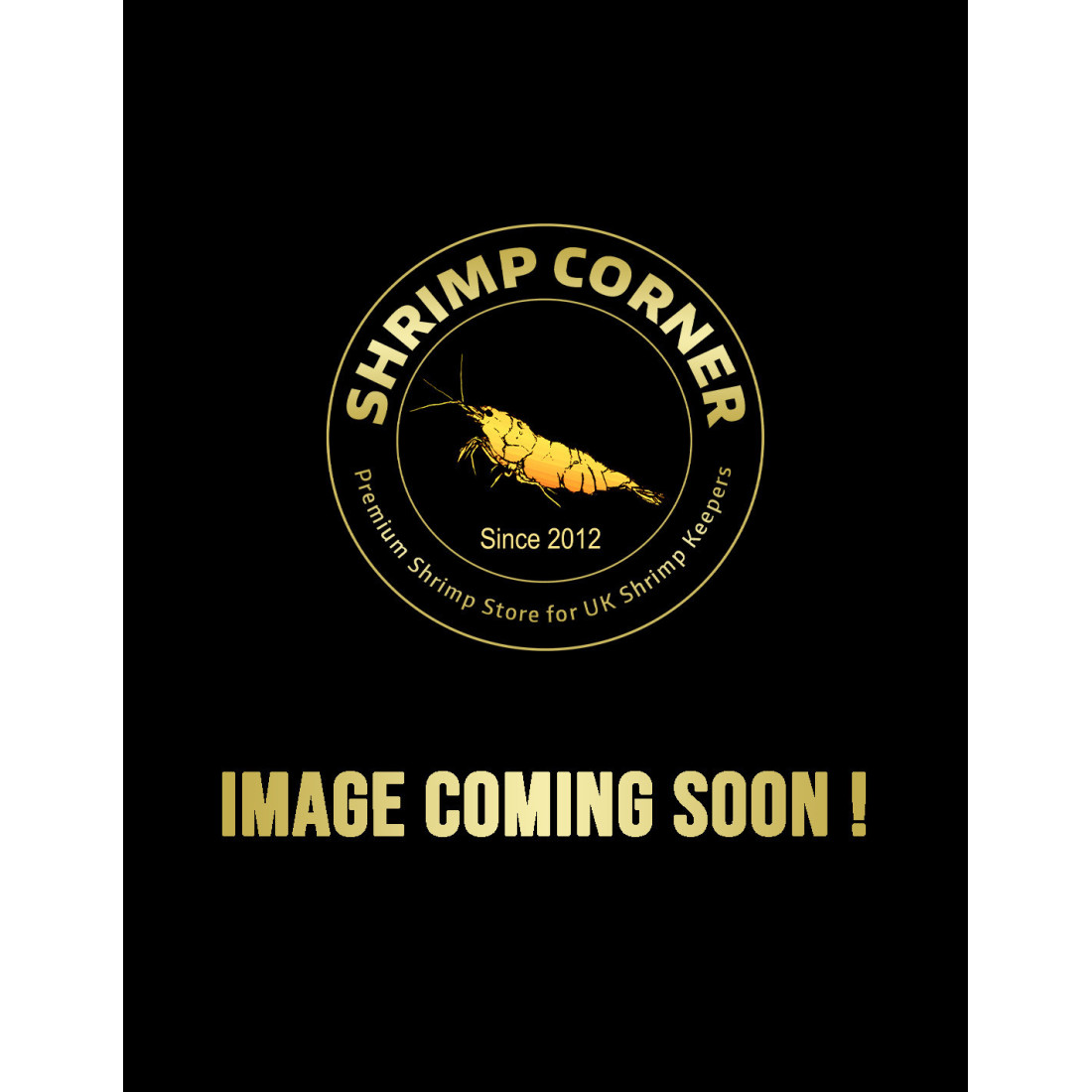 The RAINBOW Mix | Group of 12 shrimp in 6 colours