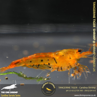 Group of 10 x TANGERINE TIGER | Caridina Serrata Shrimp @ Shrimp Corner