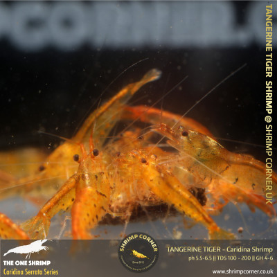 Group of 10 x TANGERINE TIGER | Caridina Serrata Shrimp @ Shrimp Corner