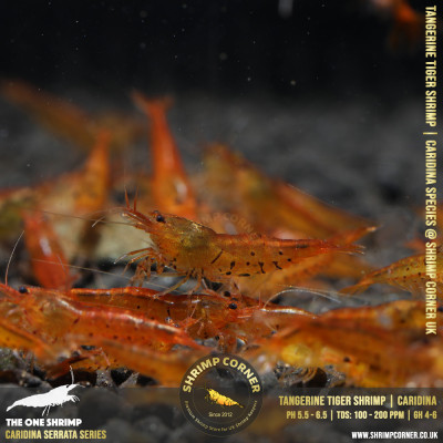 Group of 10 x TANGERINE TIGER | Caridina Serrata Shrimp @ Shrimp Corner