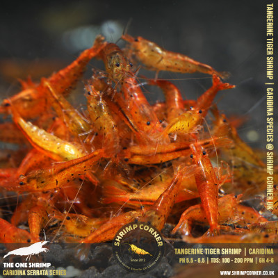Group of 10 x TANGERINE TIGER | Caridina Serrata Shrimp @ Shrimp Corner