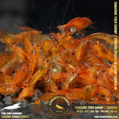 Group of 10 x TANGERINE TIGER | Caridina Serrata Shrimp @ Shrimp Corner