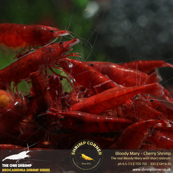 Bloody Mary Shrimp - UK's Best Selection
