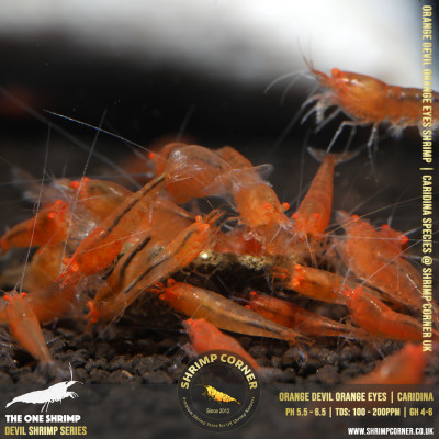 Group of 10 x ORANGE DEVIL Shrimp | Caridina Species @ Shrimp Corner