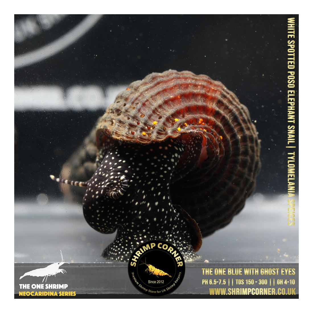 Black Spotted Poso Elephant Snail