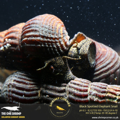 Black Spotted Poso Elephant Snail