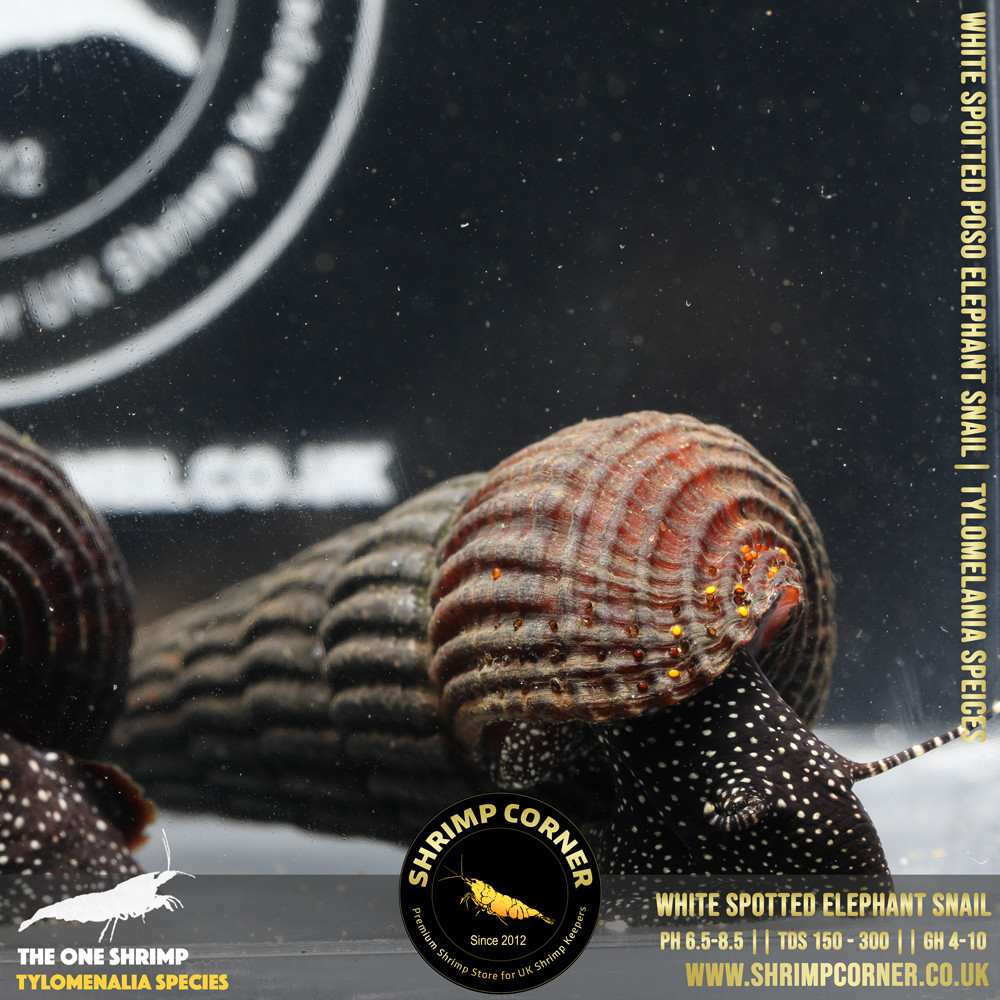 Black Spotted Poso Elephant Snail