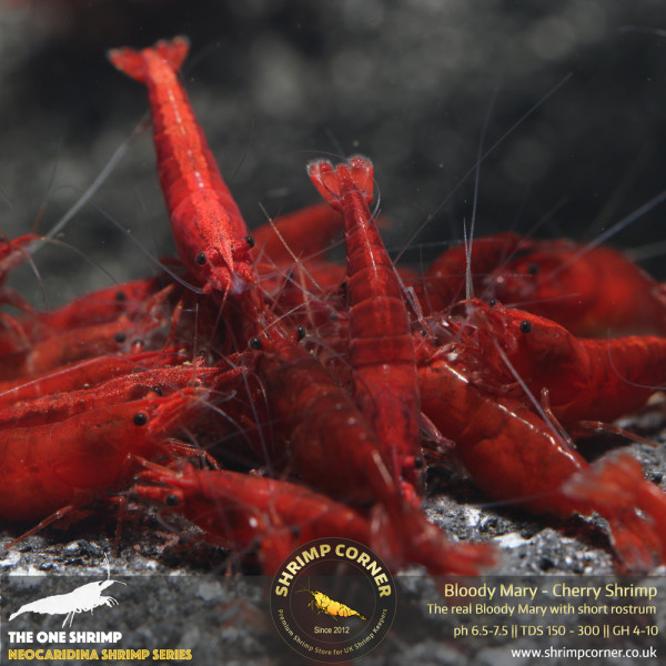 Bloody Mary Shrimp - UK's Best Selection