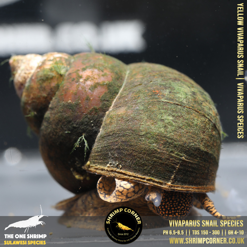 Vivaparus Papua Snail Species | Adult Size